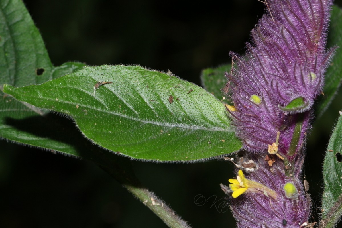 Gymnostachyum hirsutum T.Anderson